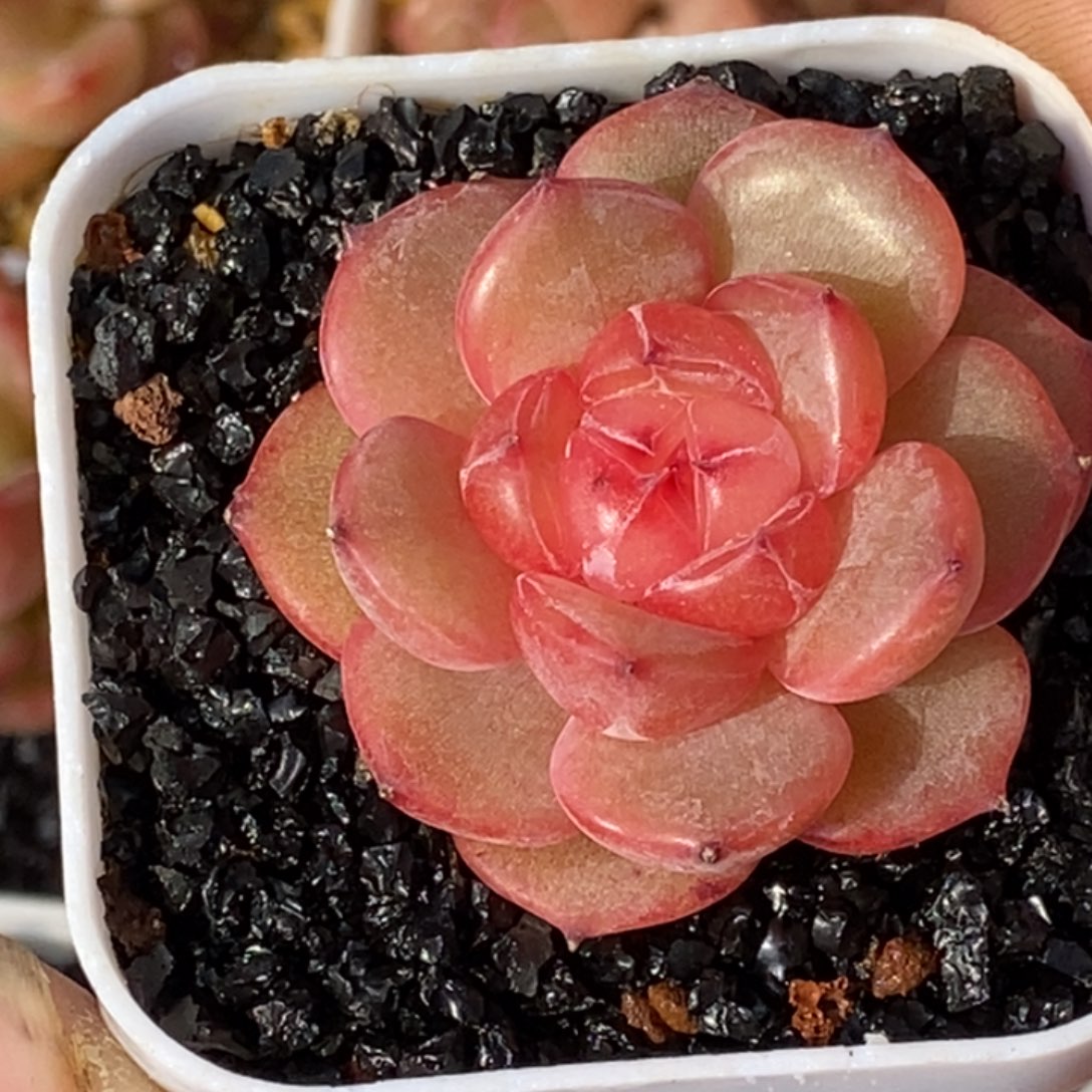 天官赐福百无禁忌