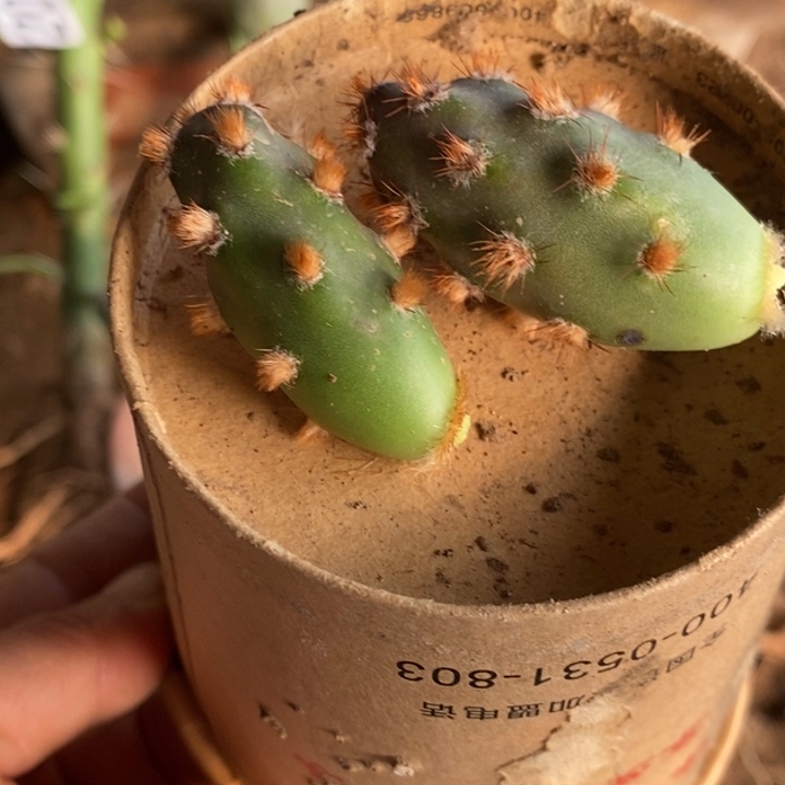 红胡团扇买一送一呀