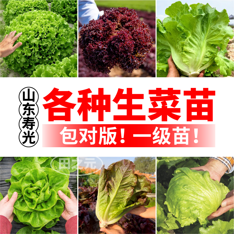 生菜苗秧大全高产四季各种生菜苗盆栽阳台意大利大速奶油紫罗马