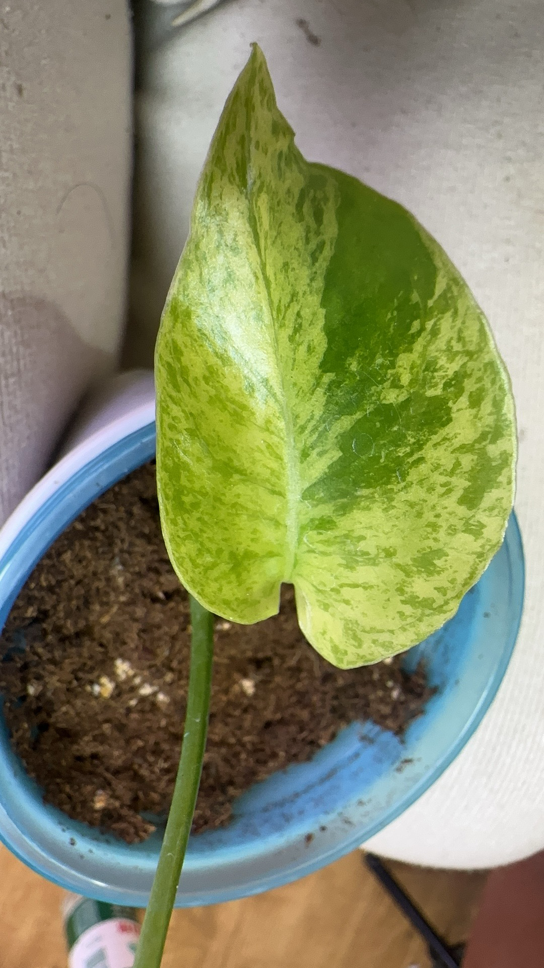 龟背竹子播变异苗锦化龟背竹薄荷龟背竹短茎龟背竹一物一拍