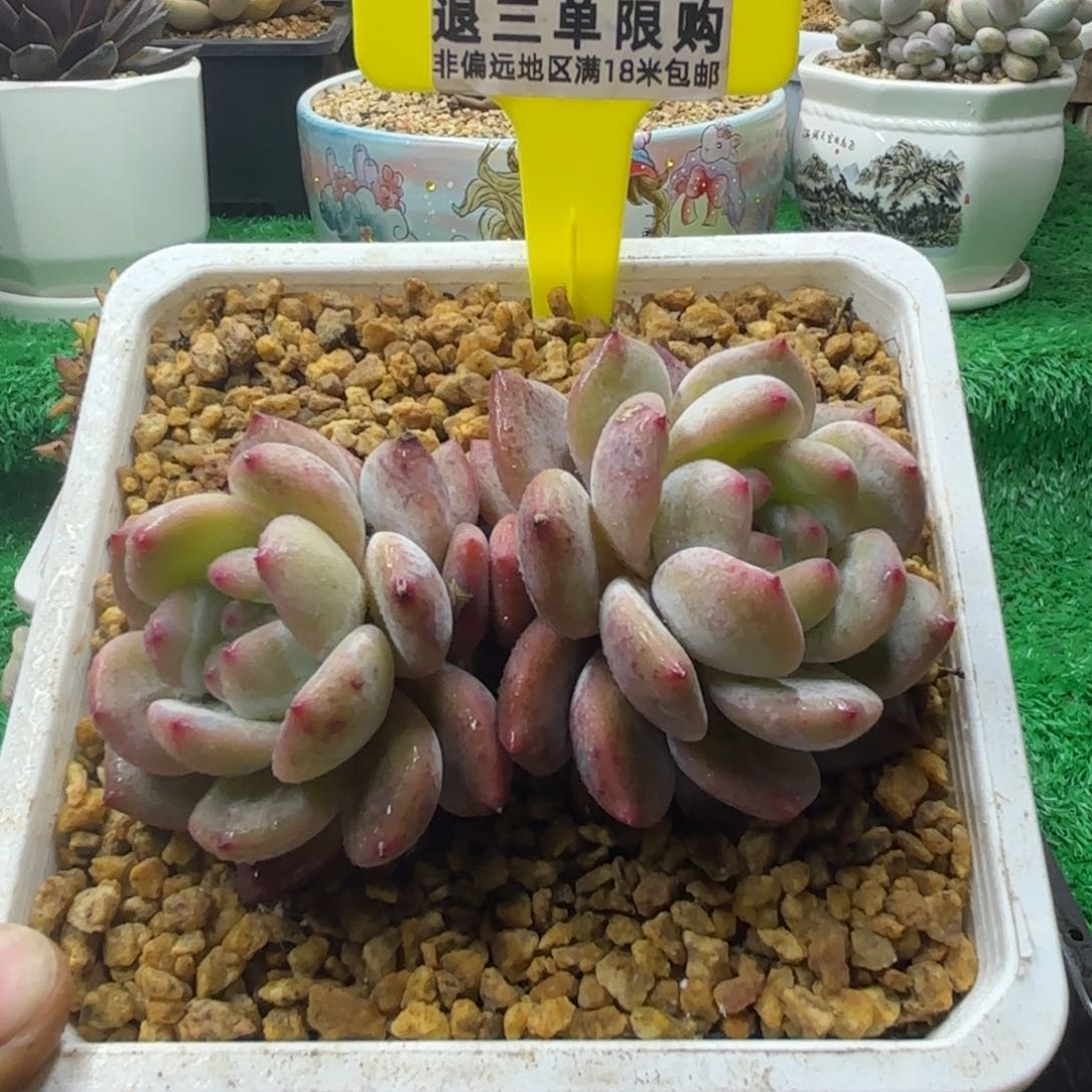 解忧多肉植物编号115