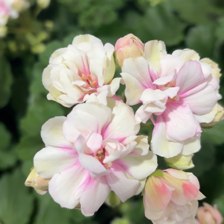 全部花苞绝代双骄天竺葵