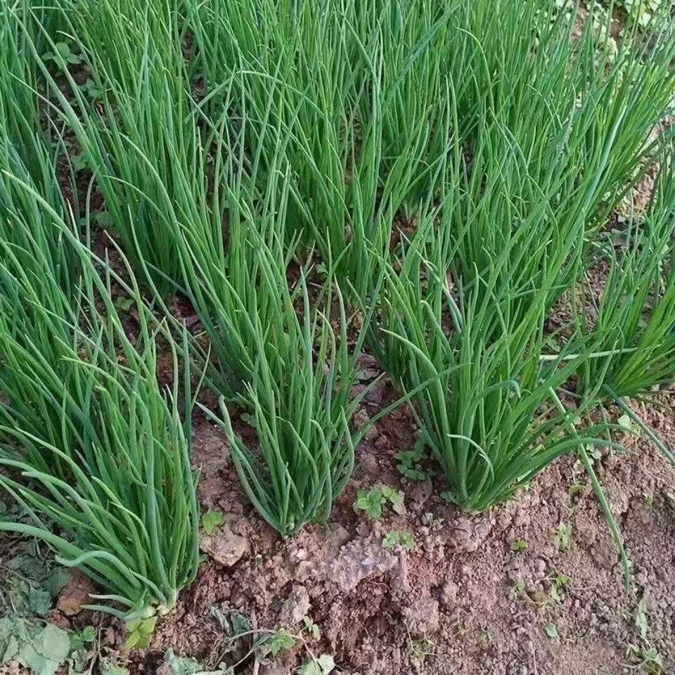 【香葱】湖北农家香葱1/2斤