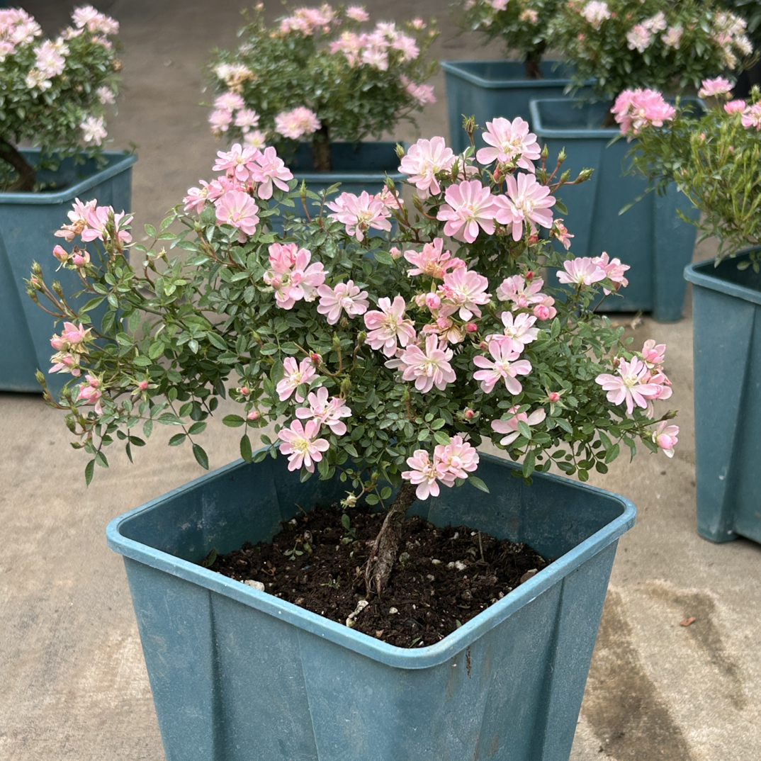 微型月季姬雏桃白粉白色多瓣姬月季庭院阳台花园花卉植物绿植盆栽