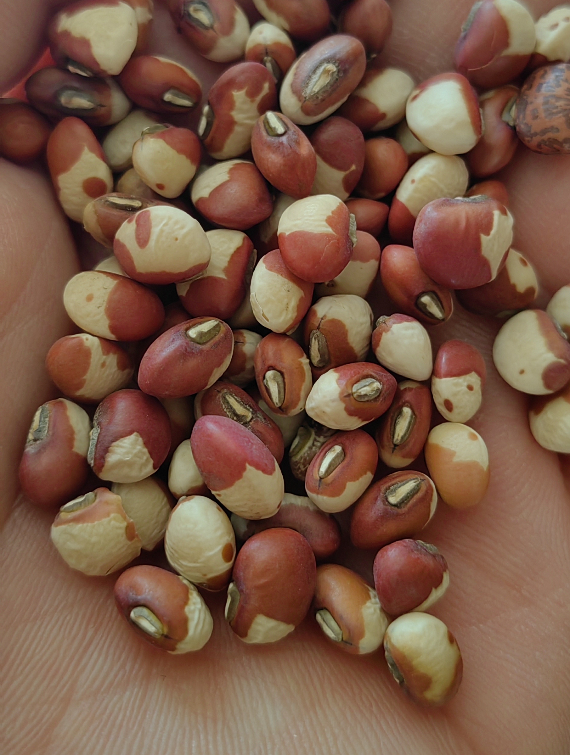 新鲜农家自产花豇豆新货可煮粥煮饭无添加五谷杂粮当季新豆