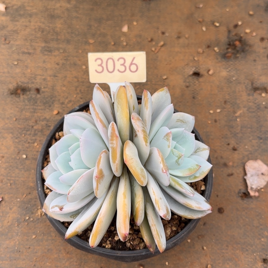 双头奶茶   3036号     