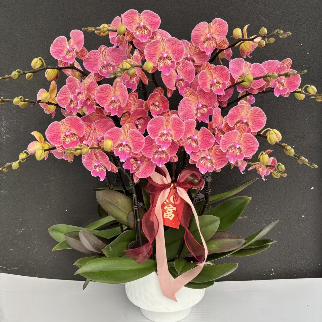 （聚宝橘子）蝴蝶兰高端精美艺术鲜花组盆