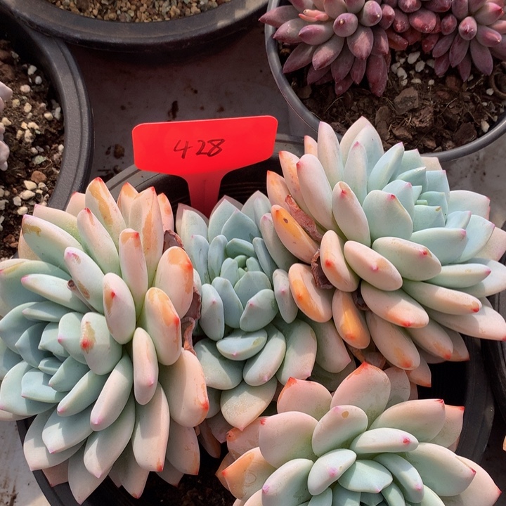 多日子黑素726272772