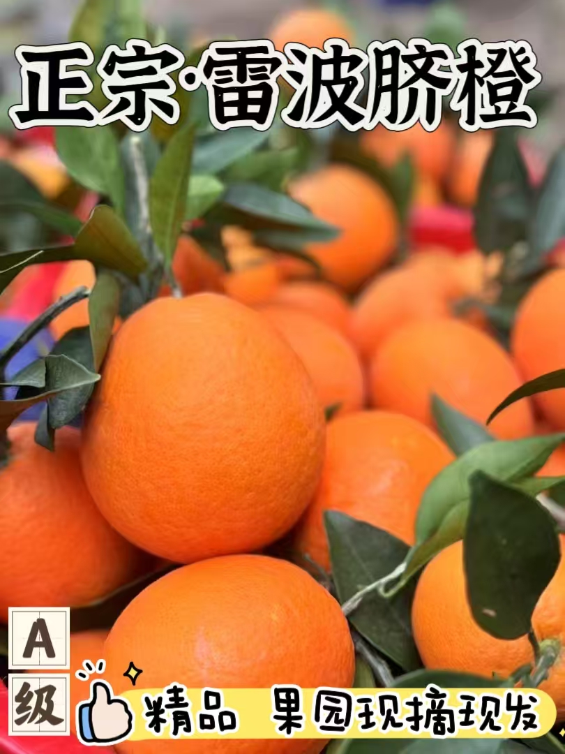 正宗大凉山雷波脐橙鲜果产地直发 现摘现发 应季水果