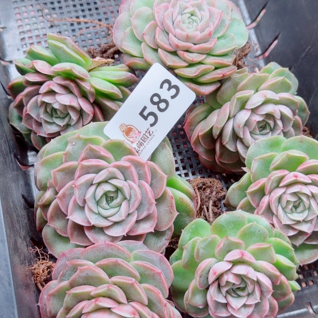 猎***豹多肉植物多肉植物