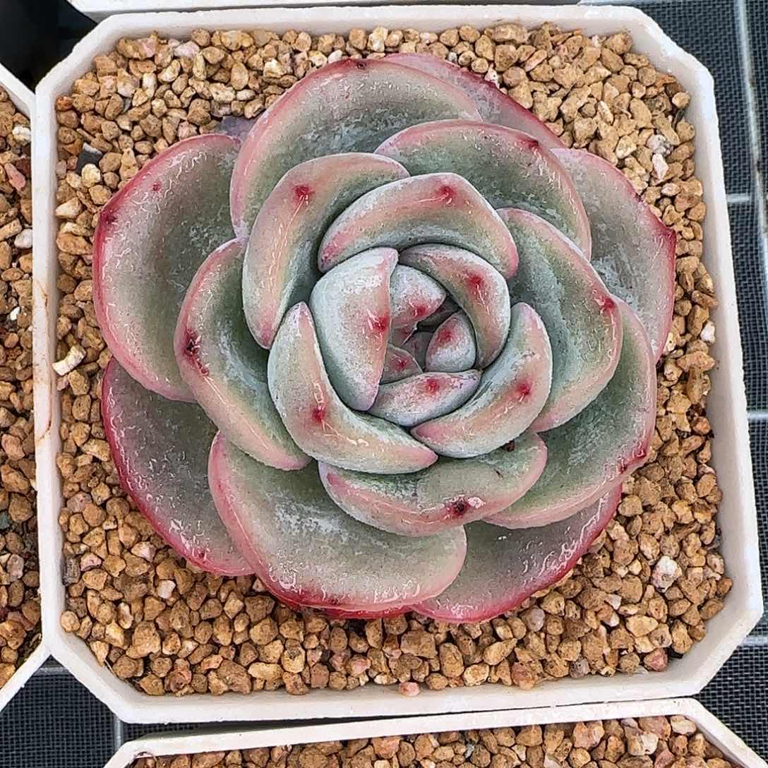 从前慢甄选多肉编号泡芙