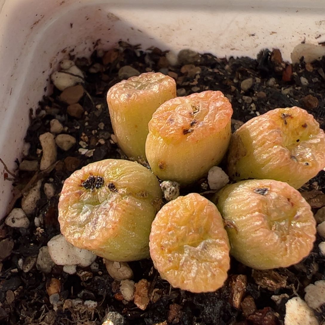 622多肉植物百科