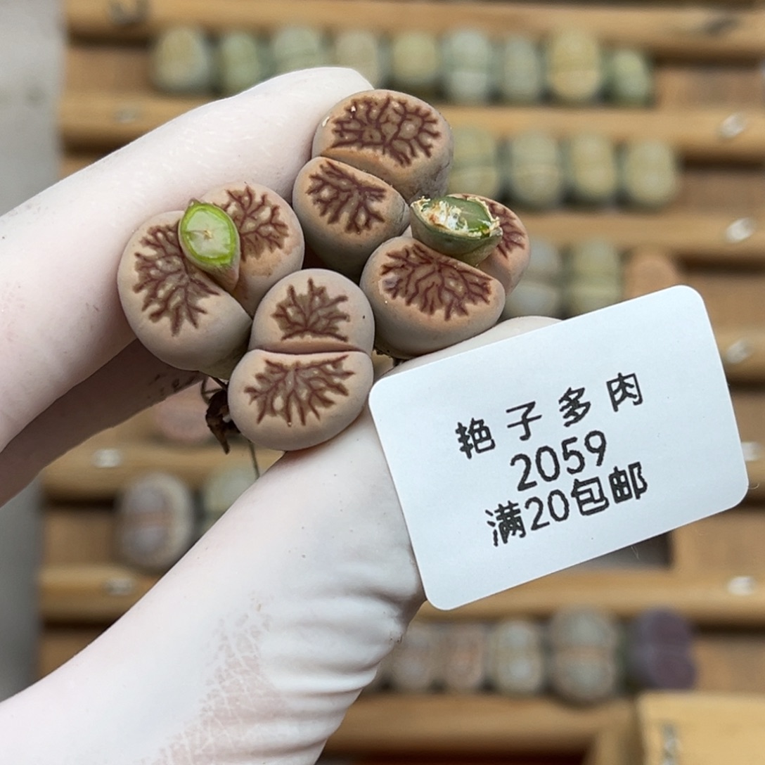 2059号两颗菊景发货