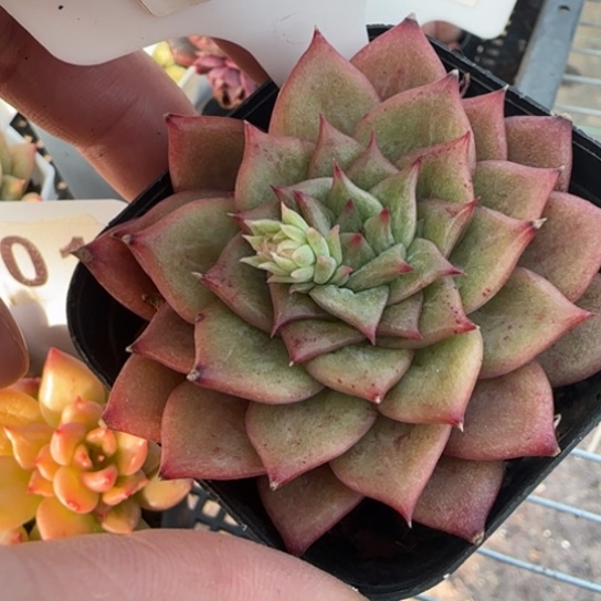 125 一物一拍多肉