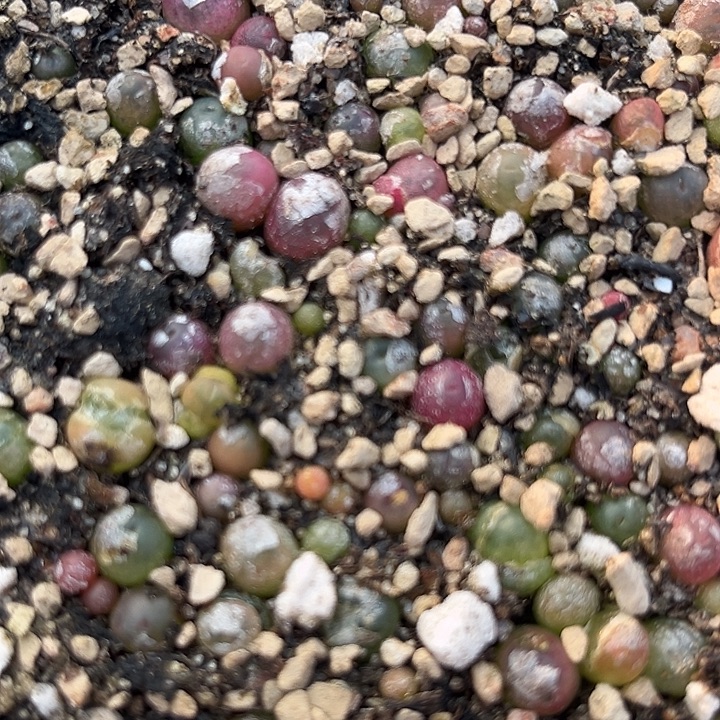 吕孤小喵十棵10。  