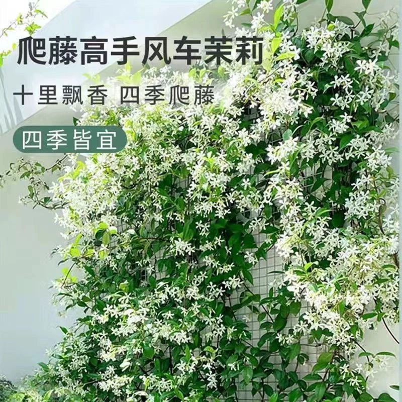 【京东送货上门高1.5-1.7】风车茉莉爬藤带花开花花卉