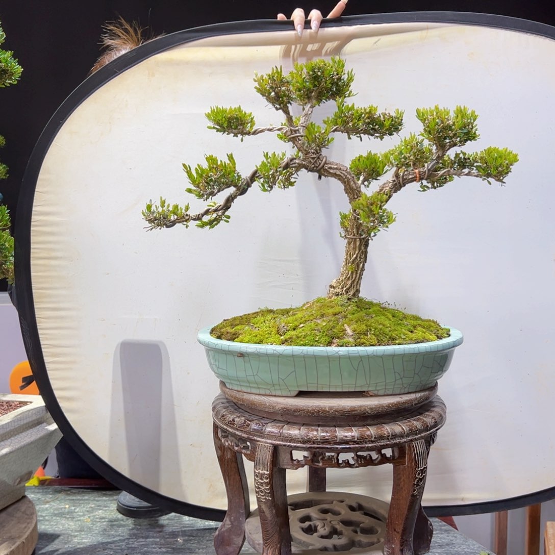 四季常青老桩黄杨盆景