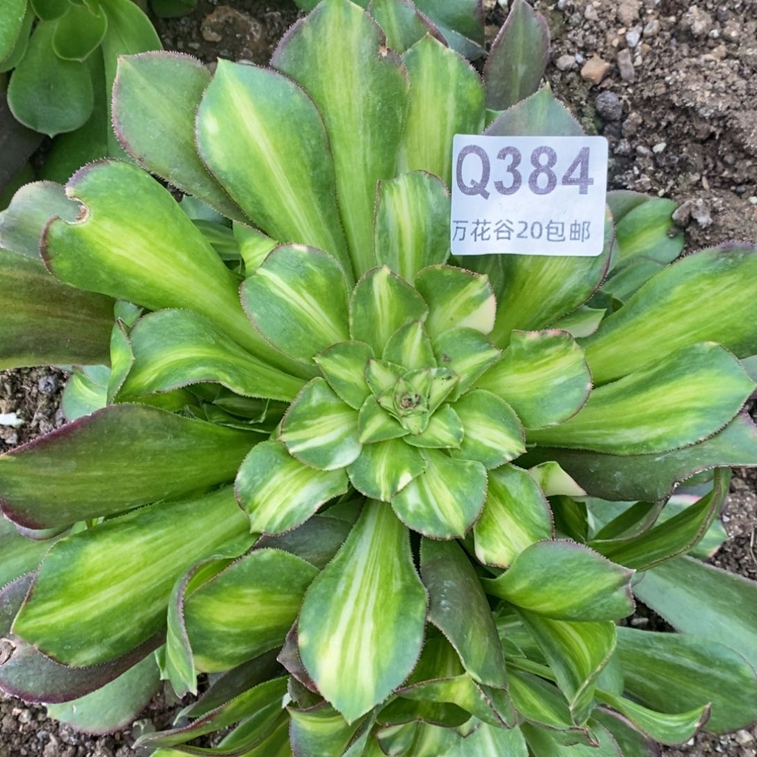 384绍修七彩多肉植物