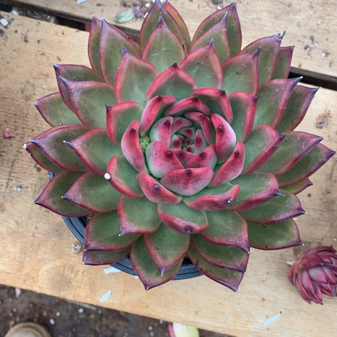 多肉植物珍珠樱桃