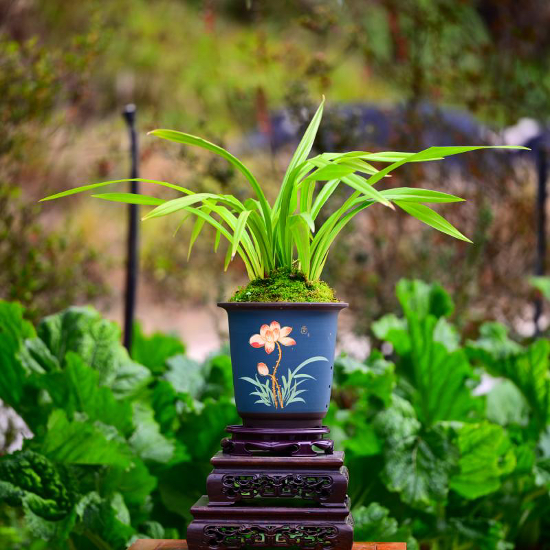 直播间精选古风墨兰万山红盆栽适合室内阳台办公室好养易活