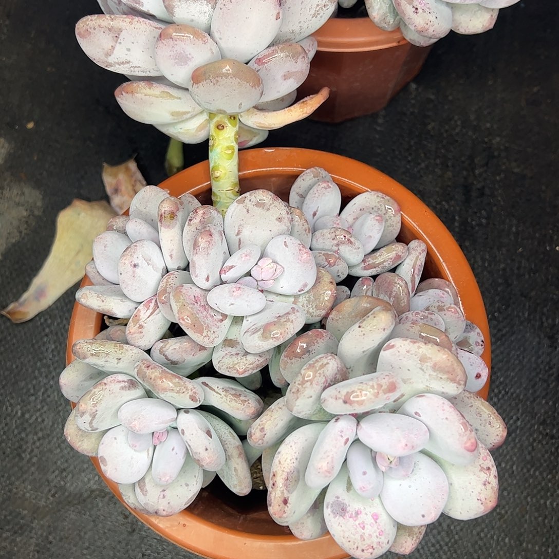 大叶奶大群，一物一拍