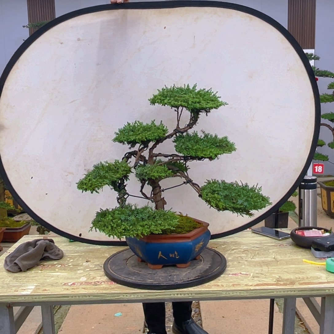 盆景龙爪松造型盆景