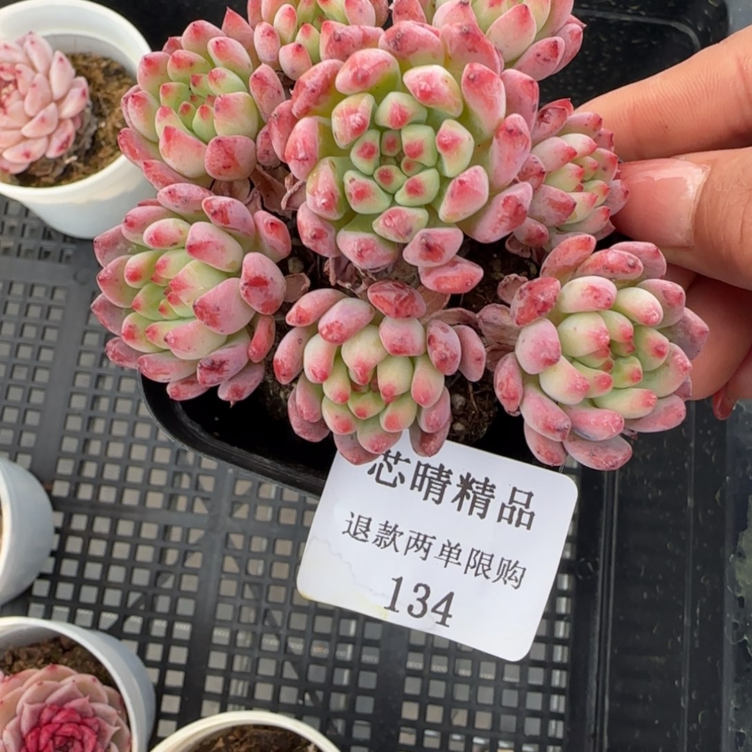 闪购精品多肉134号