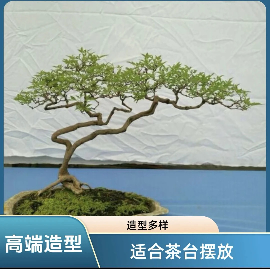 二号链接＞野采《黄荆、小叶鼠李、》盆景，160--2000，