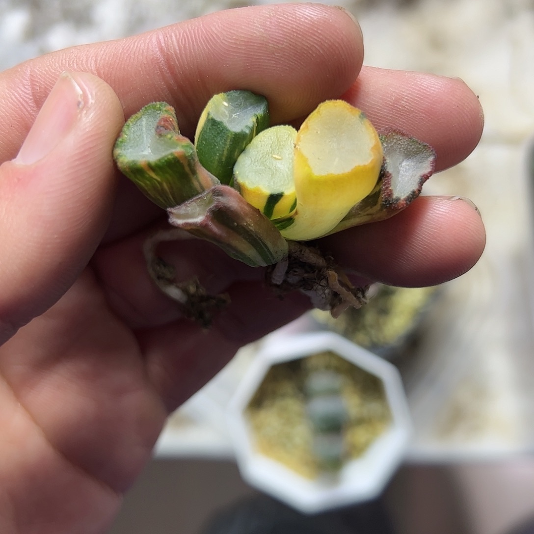 盐湖城万象锦十二卷多肉植物