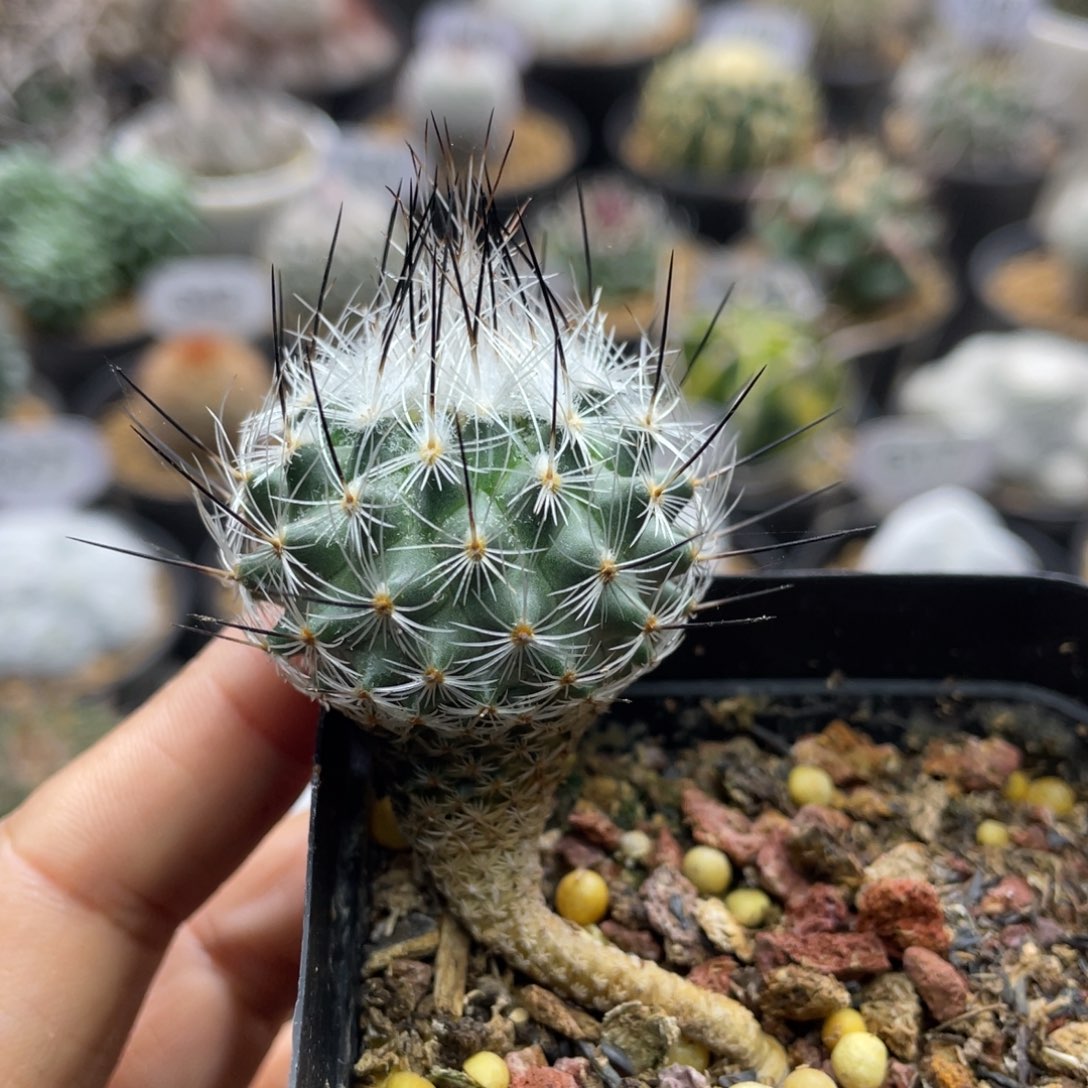 王***可折后价      赤花美针玉    实生根