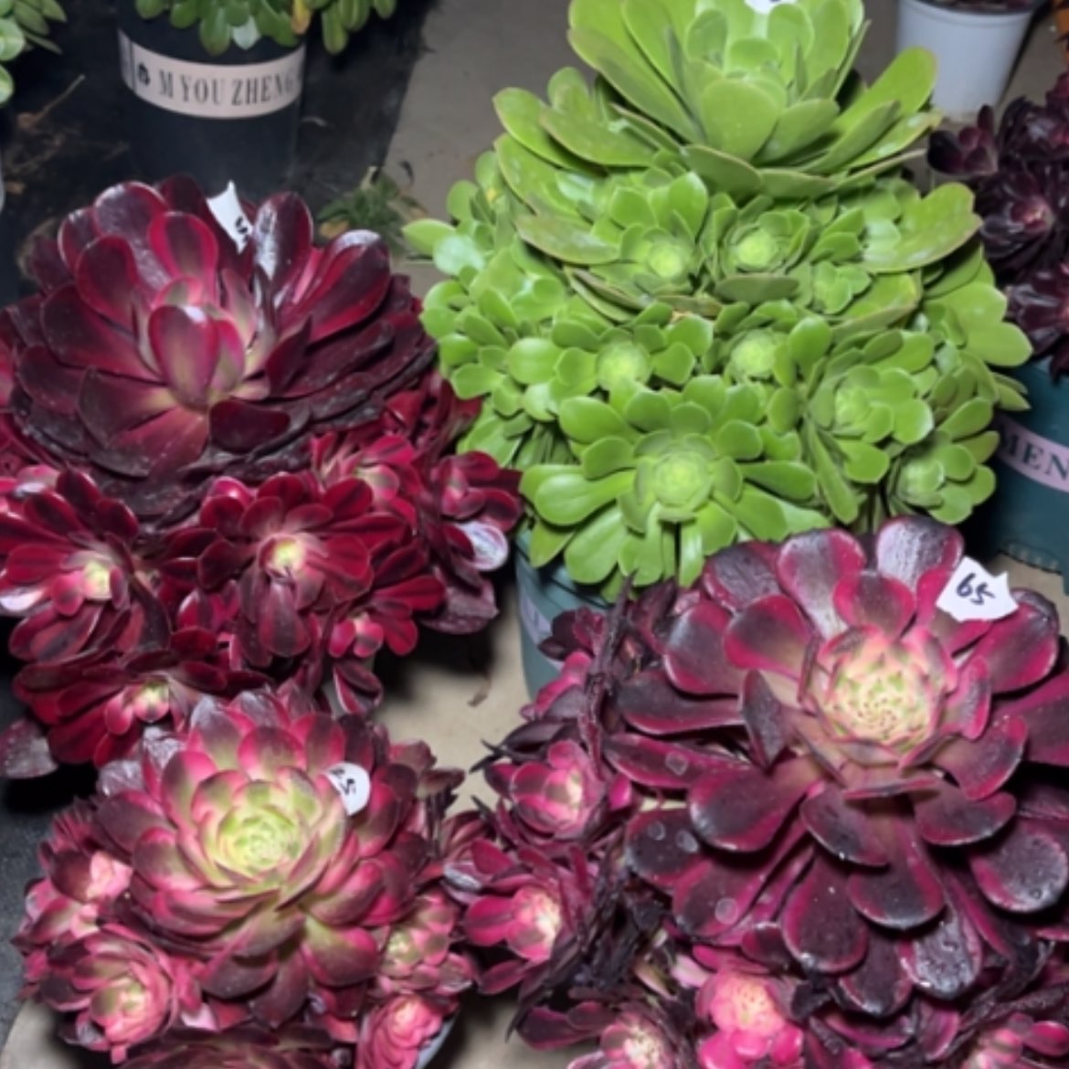 【闪购商品】四颗多肉法师