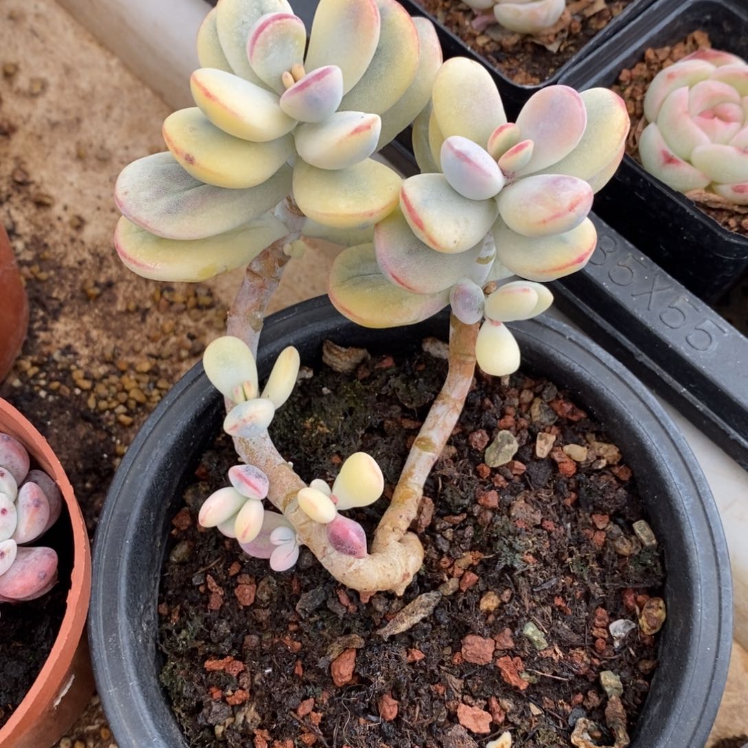 精品多肉一物一拍不包整111