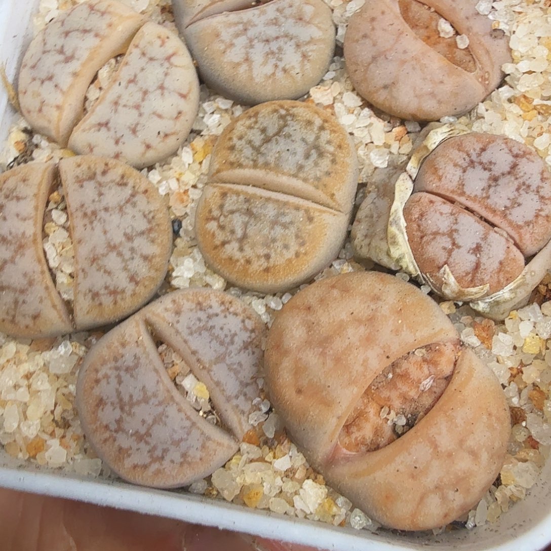 你要吃就去拿去咯你316不