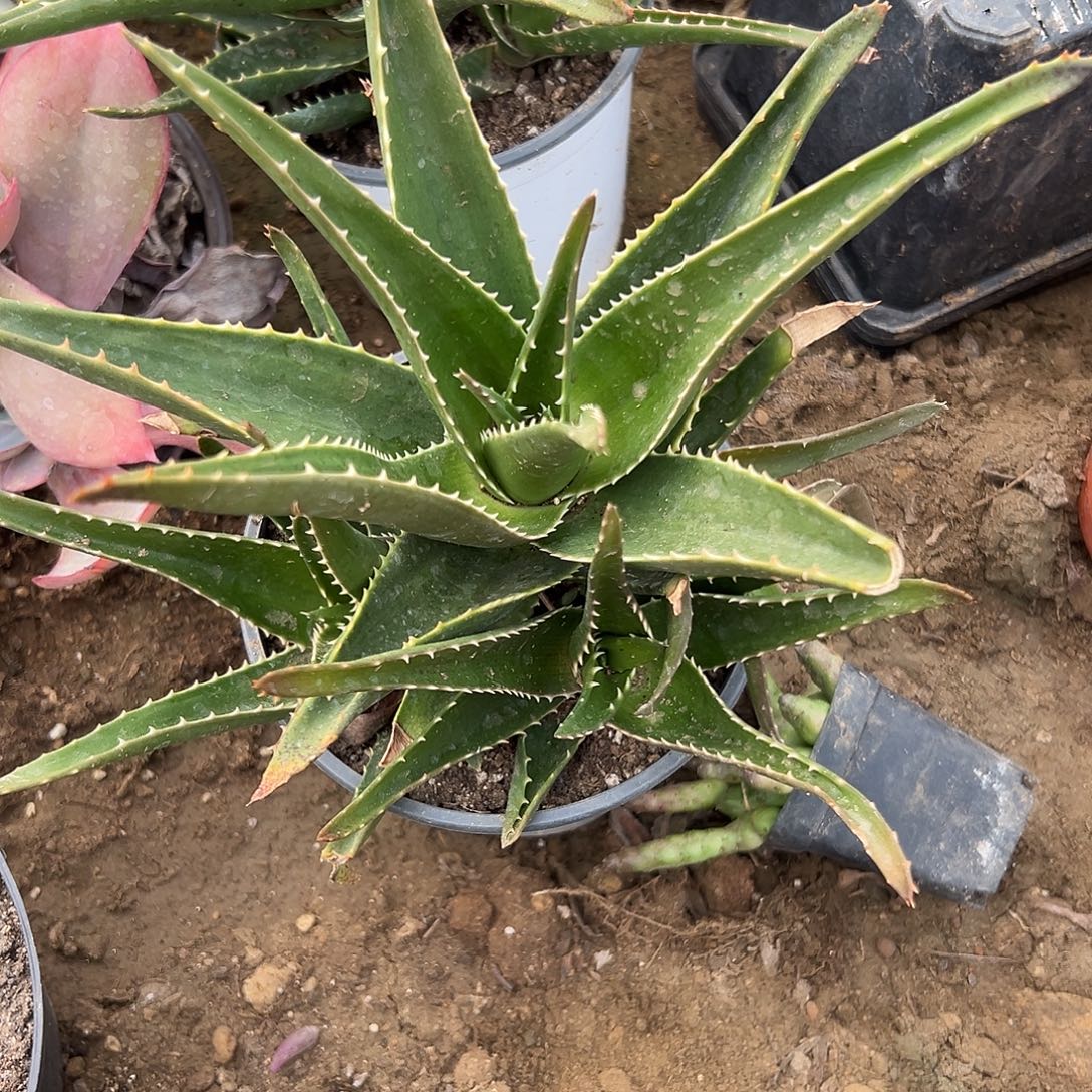 多肉植物芦荟群生