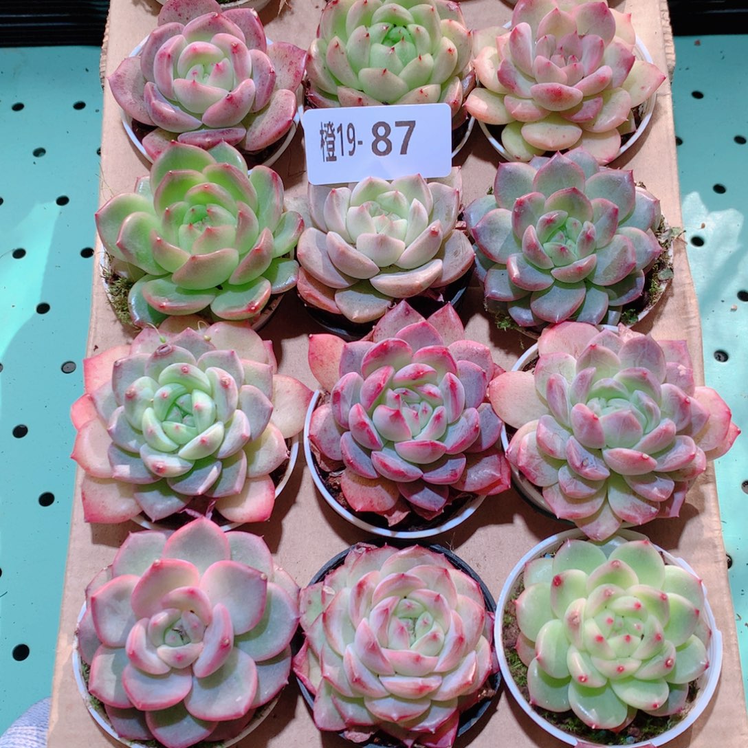 19-87一物一拍多肉带盆18颗