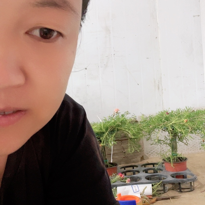 无花朵太阳花一盆