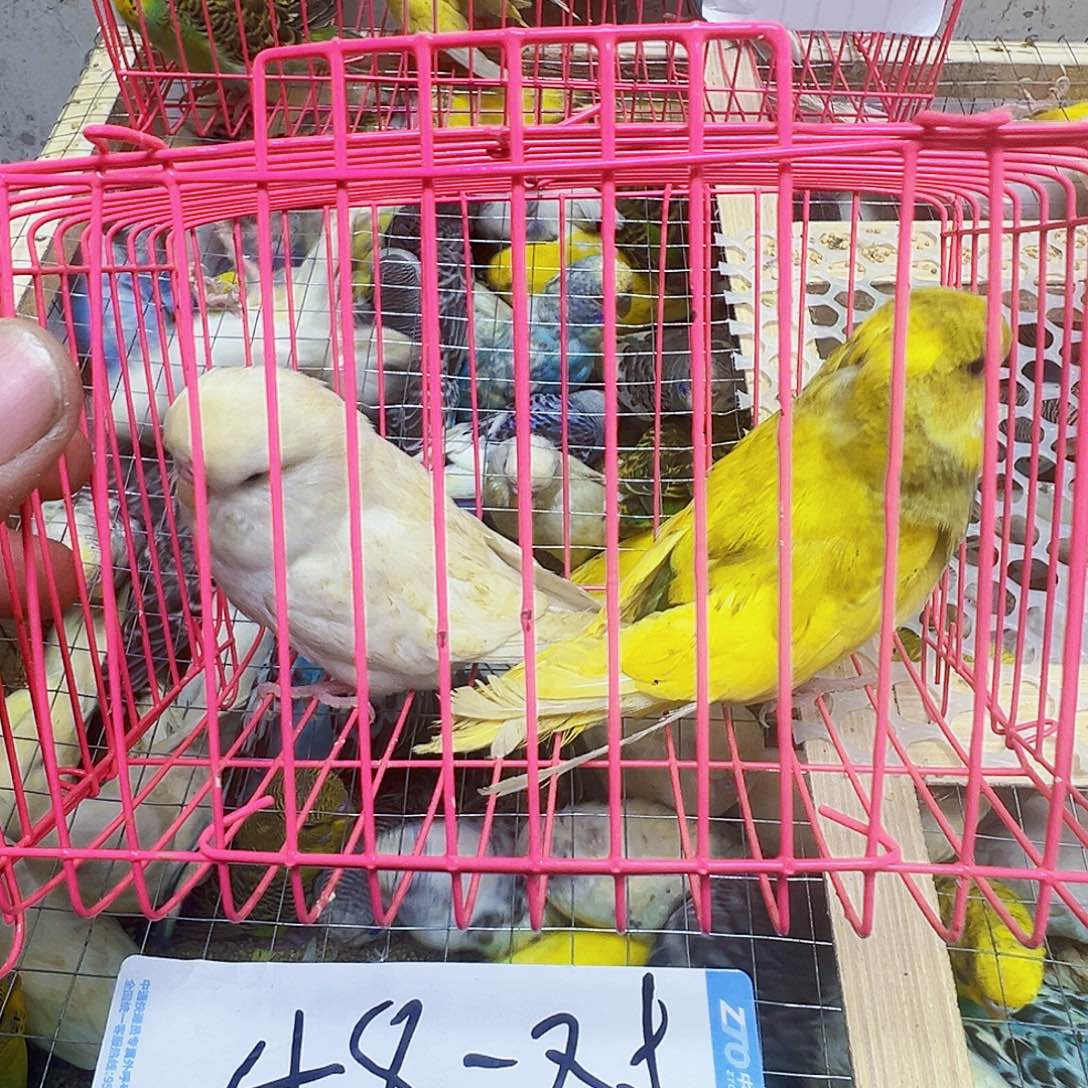 虎皮鹦鹉两只大头