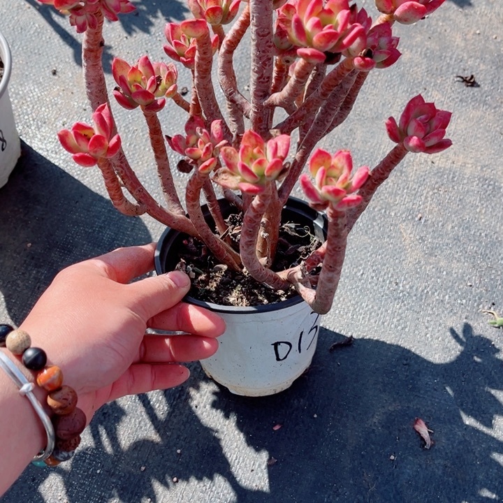 藍***桉000000000000000013红