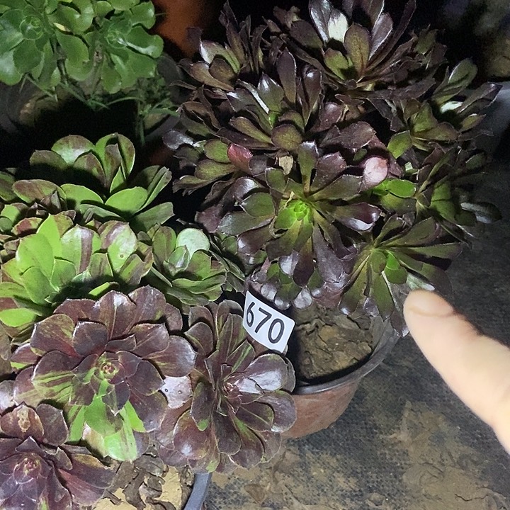 花月夜丛林 黑法师朵朵670多肉不包断