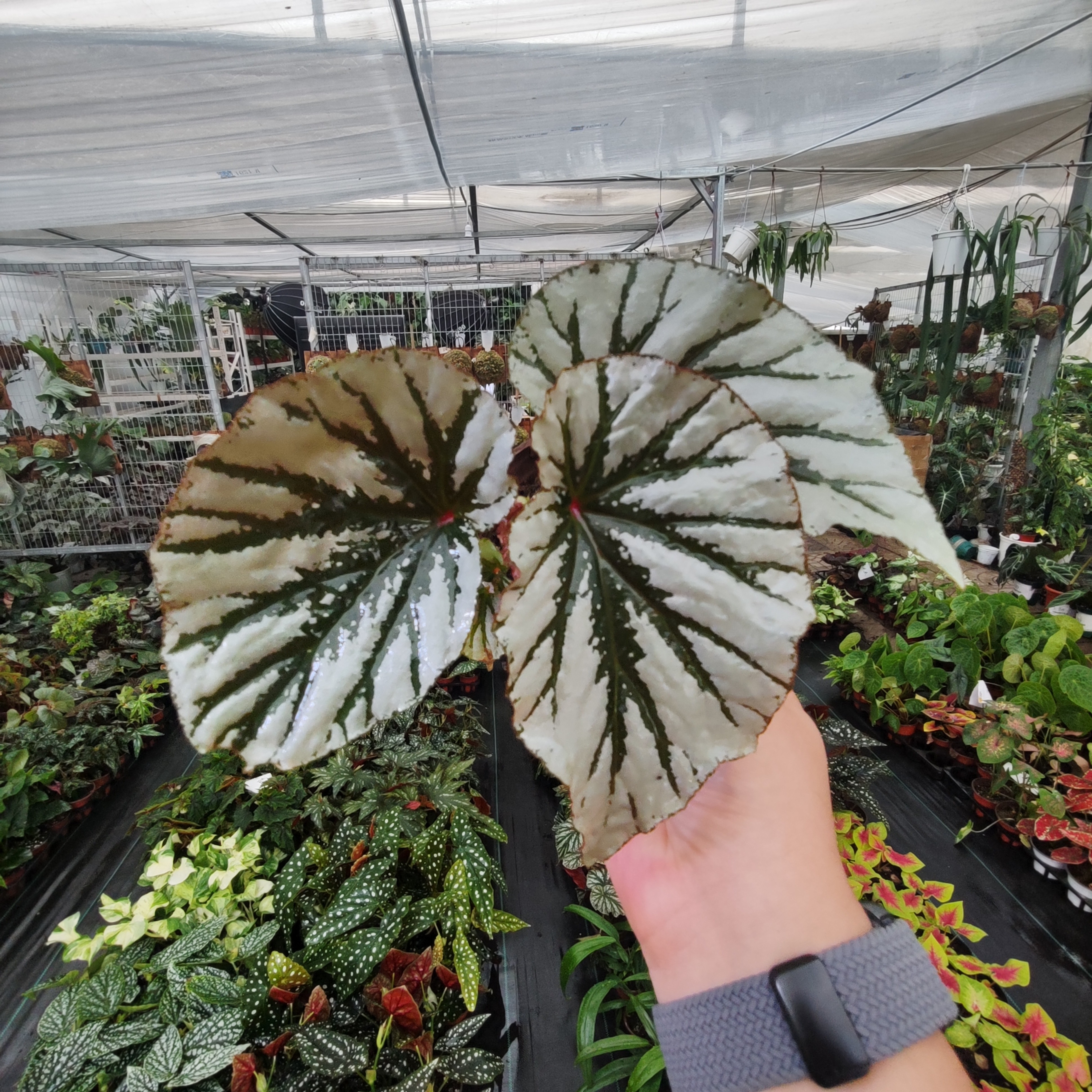 魔镜秋海棠室内热带植物网红盆栽客厅桌面观叶绿植装饰