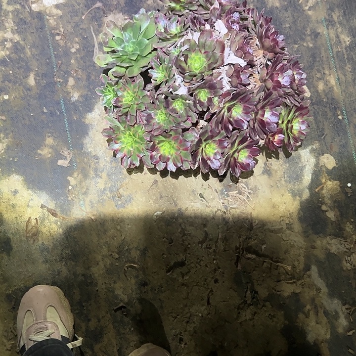 不包侧枝一物一拍82