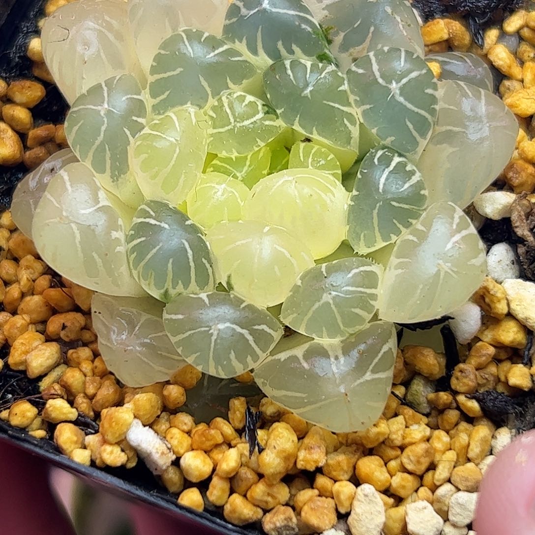 糊斑卜卜紫新叶全十二卷多肉