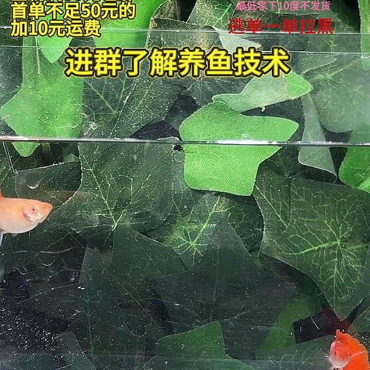孔雀鱼艾尔银半月红尾白子