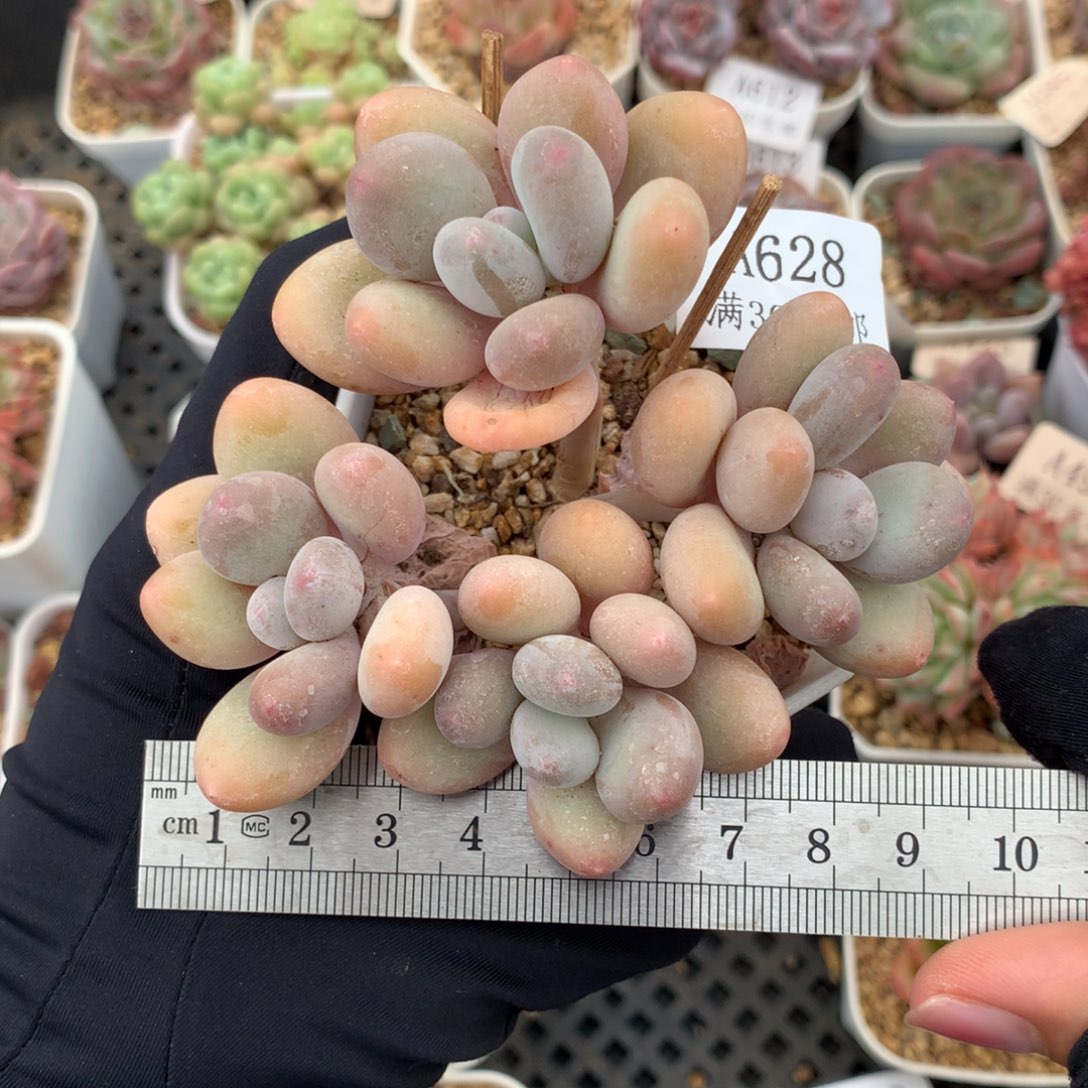 628橙雪球四头群冠服9.5