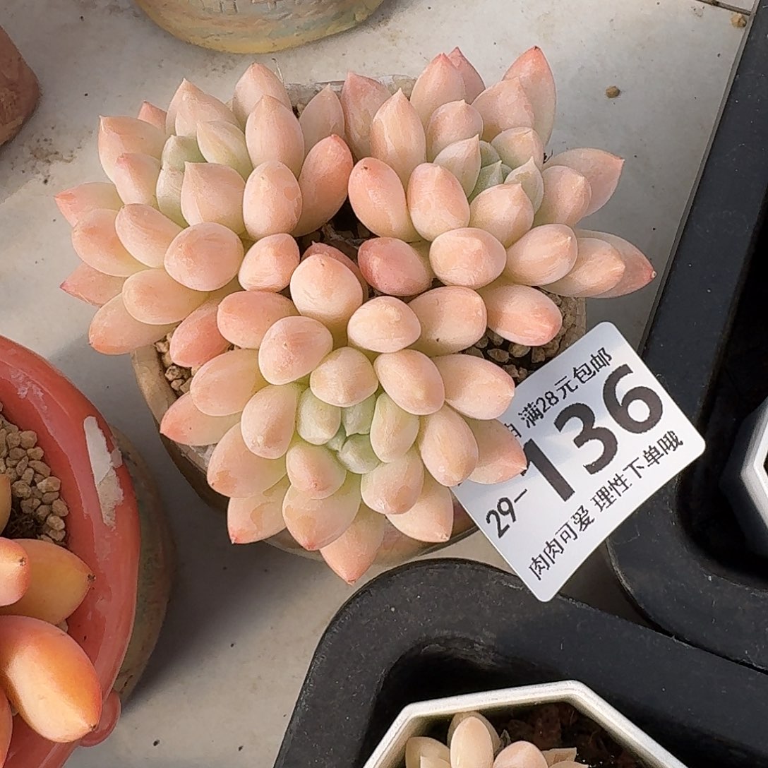 星空无盆土发货无无