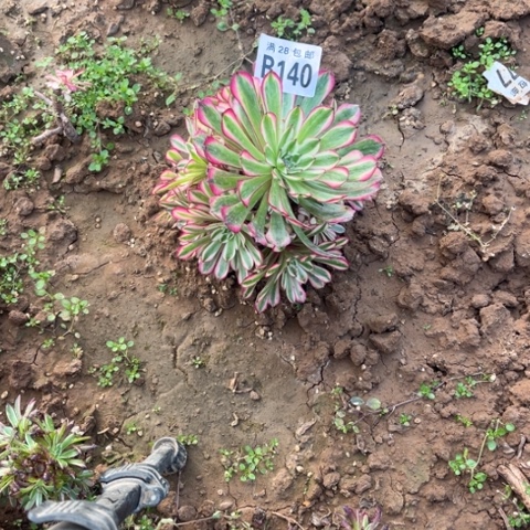 140红同白不包断枝