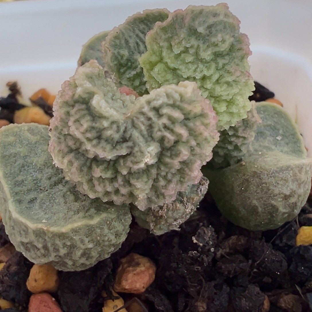 圆叶脑纹实生新品多肉植物