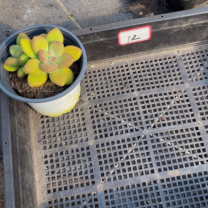 荣***姐12号筐带盆土发货