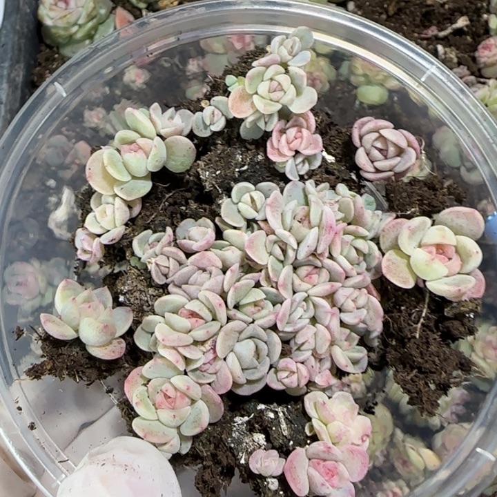 59号粉体种播苗一盒