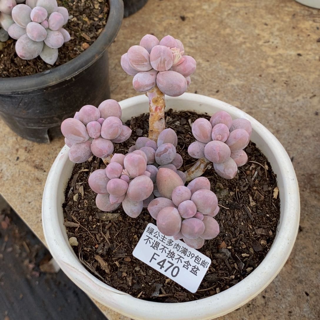 470香水手指奶多肉9c m m